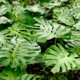มอนสเตอร่า ไจแอนท์ (Monstera Giant) / 10 เม็ด (USA)*
