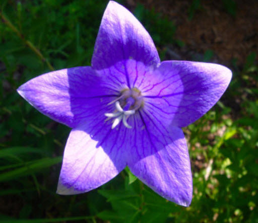 ทัสซ็อค เบลฟลาวเวอร์ (Tussock Bellflower) สีม่วง / 5,400 เม็ด (UK)