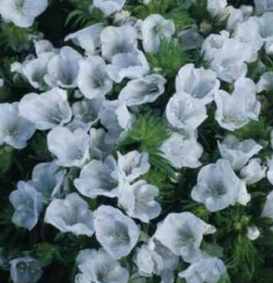 ไวเปอร์ บูกลอส - ไวท์ เบ็ดเดอร์ สีขาว (Vipor's Bugloss - White Bedder) / 50 เม็ด (USA)