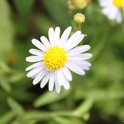 เยอรมัน คาโมมายล์ (German Chamomile) / 40,000 เม็ด (UK)