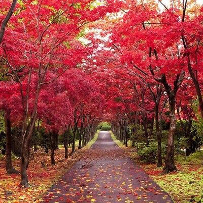 เมเปิ้ลอเมริกัน (American Maple) แดง / 25 เม็ด