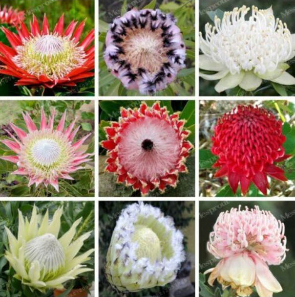 โพรเทีย (Protea Cynaroides) คละ / 25 เม็ด