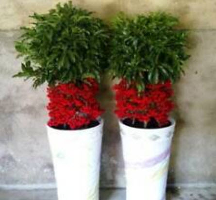 จ้าเครือ หรือตับปลา (Ardisia Crenata) / ซอง 10 เม็ด (A148)