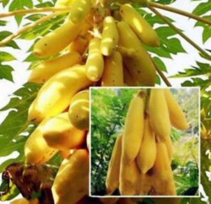 ต้นกล้ามะละกอ สีเหลืองทอง (Golden Papaya) สูง 20-30 ซ.ม. / ต้น (พันธุ์นอก)