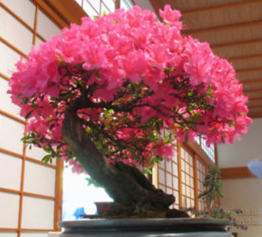 ซากูระ บอนไซ สีชมพูเข้ม / 5 เม็ด