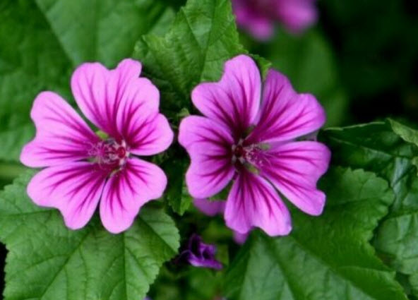 มาลโลว์ มอริเทียน่า (Malva sylvestris Mauritiana) สีม่วง / 150 เม็ด (UK)