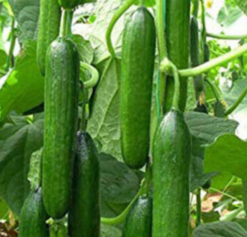 แตงกวาหวานอังกฤษ เบ็ธ แอลฟ่า (Cucumber - Beth Alpha) / 45 เม็ด (UK)