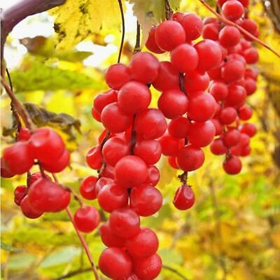 ชิแซนดร้า เบอรี่ (Schisandra berry) / 25 เม็ด (China)