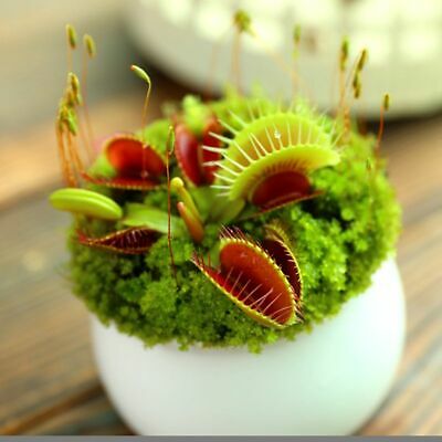กาบหอยแครง (Venus Flytrap) / 100 เม็ด (S079)
