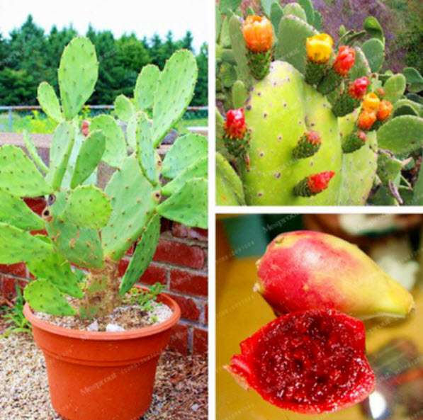 กระบองเพชรทานผล (Opuntia cactus) / 25 เม็ด (China)