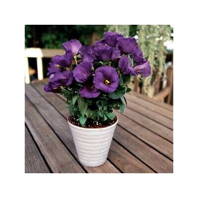 ไลซิแอนธัส (Lisianthus) สีม่วง / 100 เม็ด
