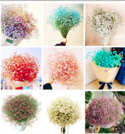 ยิปโซ (Gypsophila) คละ / 100 เม็ด (China)