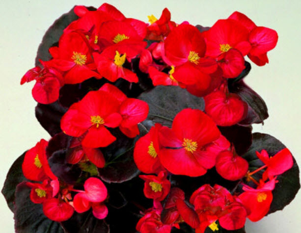 บิโกเนียใบมัน (Wax Begonia) สีแดง / 1,000 เม็ด (UK)