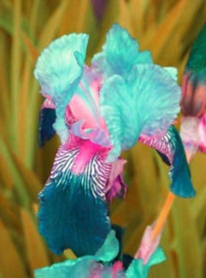 ไอริส (Bearded Iris) คละ / 50 เม็ด