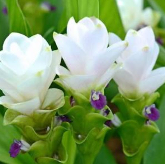 หัวปทุมมาหรือกระเจียว สโนว์ไวท์ (Snowwhite) / หัว (นอก)