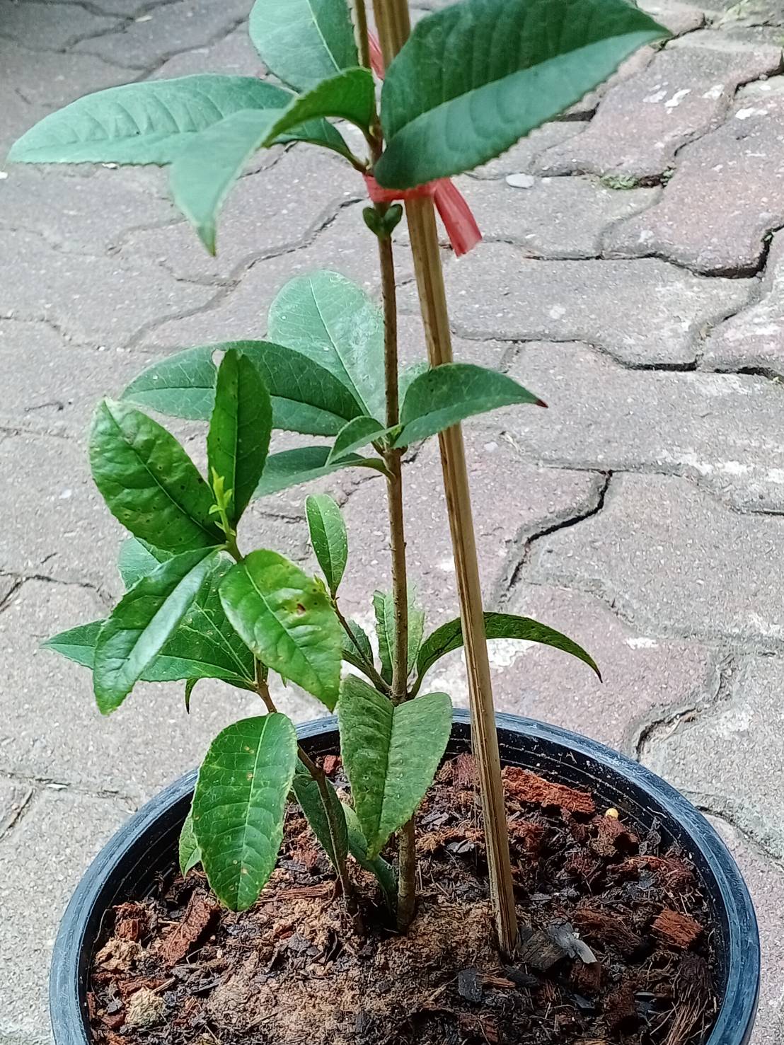 ต้น หอมหมื่นลี้ ดอกสีส้ม หายาก สูง 30-50 ซ.ม.