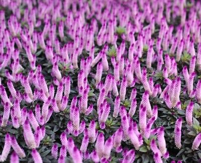 หงอนไก่ ฟลามิงโก (Flamingo Cockscomb) / 360 เม็ด (Poland)