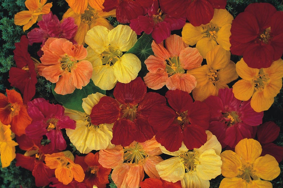 แนสเตอเตียม (Nasturtium) ดอกกึ่งซ้อน / 500 เม็ด (UK)