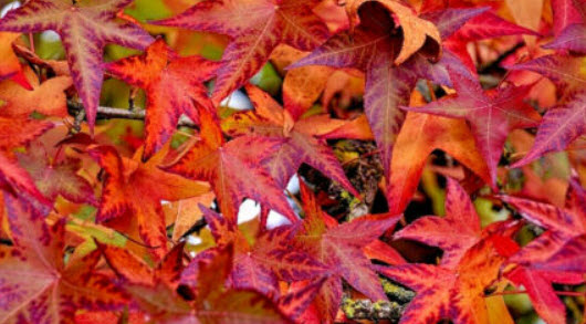 อเมริกัน สวีทกัม (American sweetgum) / 10 เม็ด (USA)