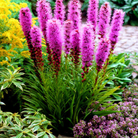 ไลอะทริส หรือลิอะทริส (Liatris Spicata) สีชมพู / 300 เม็ด (UK)*