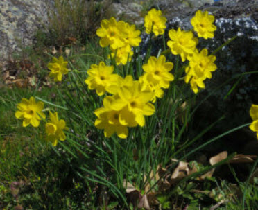 ดารารัตน์ (Narcissus rupicola) เหลือง / 5 เม็ด (Spain)