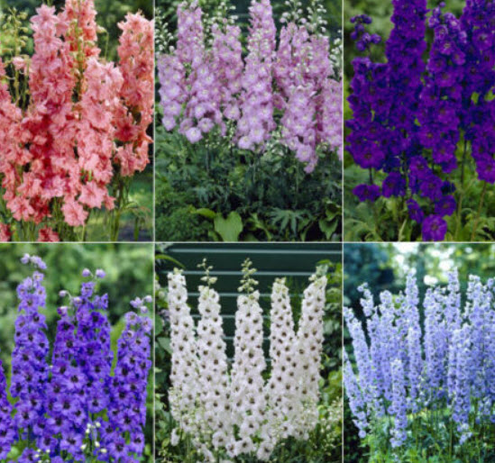 เดลฟิเนียม-แปซิฟิค (Delphinium - Pacific) คละ ดอกใหญ่ / 160 เม็ด (UK)