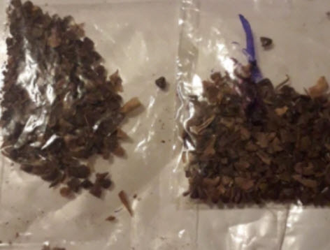 เฟื่องฟ้าเลื้อย (Climbing Bougainvillea) ดอกสีม่วง / 50 เม็ด (Vietnam)