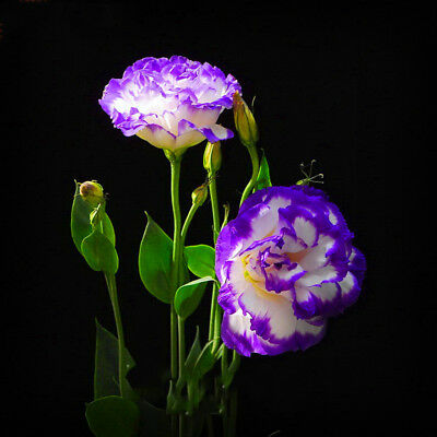 ไลซิแอนธัส (Lisianthus) คละ / 50 เม็ด