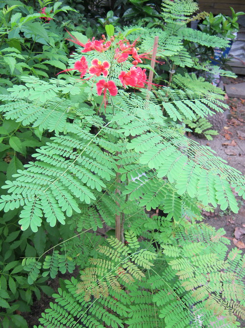 ต้นหางนกยูงไทย สีชมพู สูง 80-100 ซ.ม. กระถาง 10 นิ้ว / ต้น