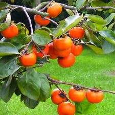 พลับ (Persimmon / D.kaki) / 30 เม็ด