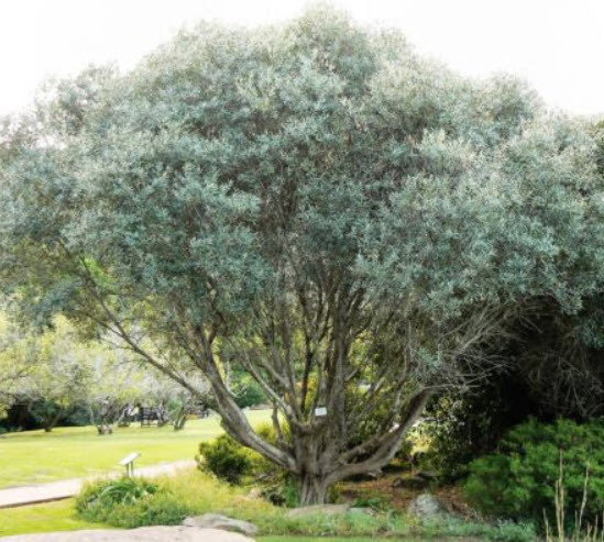 มะกอกแคนิโน (Canino Olive) หรือมะกอกดำ / 5 เม็ด (USA)