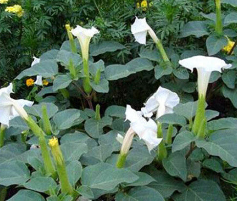 ลำโพงดอกขาว (Devil's Trumpet / Datura metel) / 50 เม็ด (UK)