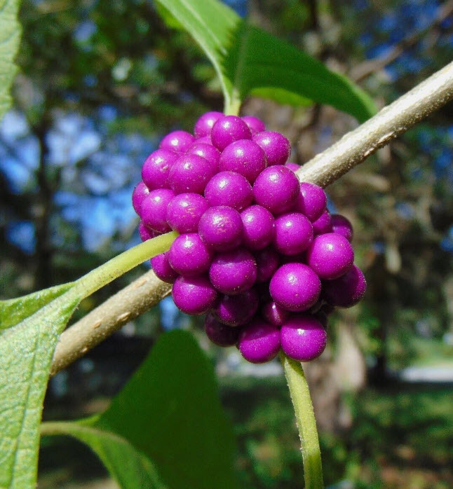 ต้น บิวตี้เบอรี่ beautyberry / ราชาไข่มุก กระถาง 10 นิ้ว