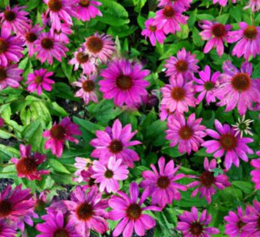 เอ็คไคนาเซีย ดอกสีม่วง (echinacea ) / 75 เม็ด (Spain) พืชสมุนไพร