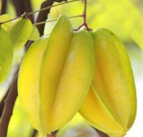 มะเฟือง (Carambola) / 50 เม็ด (นอก)