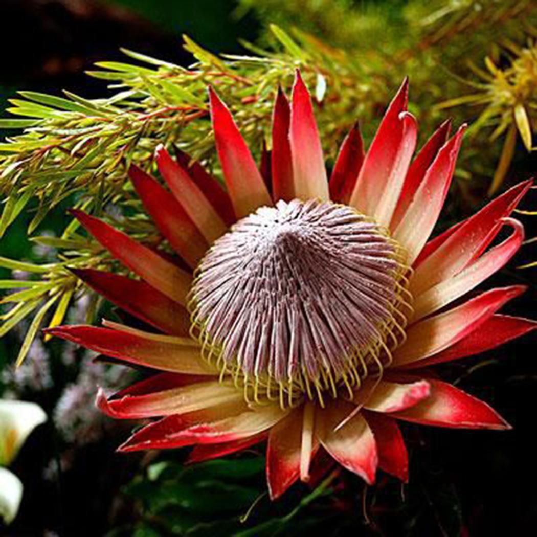 โพรเทีย (Protea) คละ / 10 เม็ด (นอก)