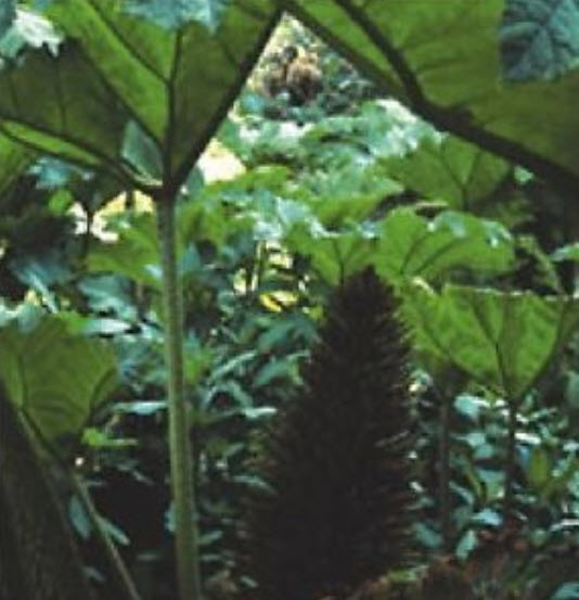 ไจแอนท์ รูห์บาบ (Giant Rhubarb) / 50 เม็ด (UK)