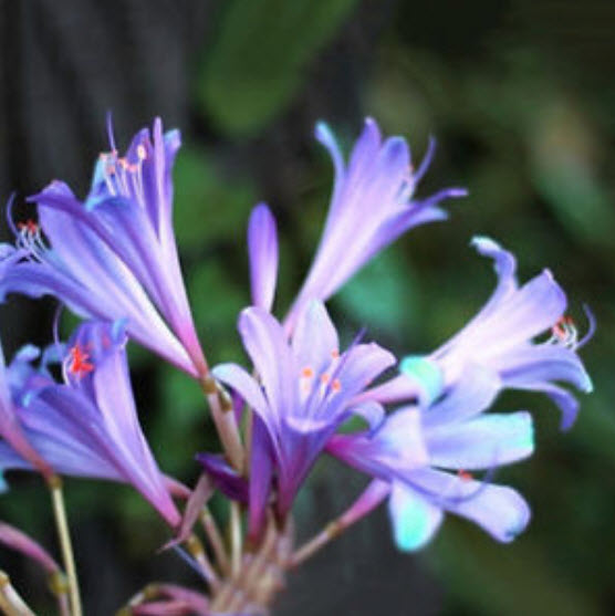 หัวว่าน (Amaryllis Bulb) ดอกสีม่วง / หัว (นอก)