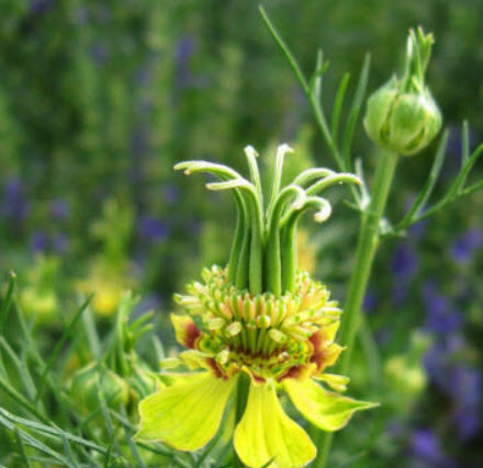 ดอกทรานสฟอร์มเมอร์ (Transformer Flower) / 250 เม็ด (UK)