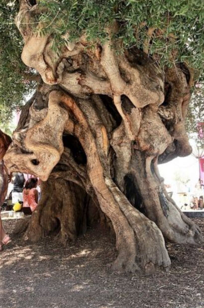 มะกอกแคนิโน (Canino Olive) หรือมะกอกดำ / 5 เม็ด (USA)