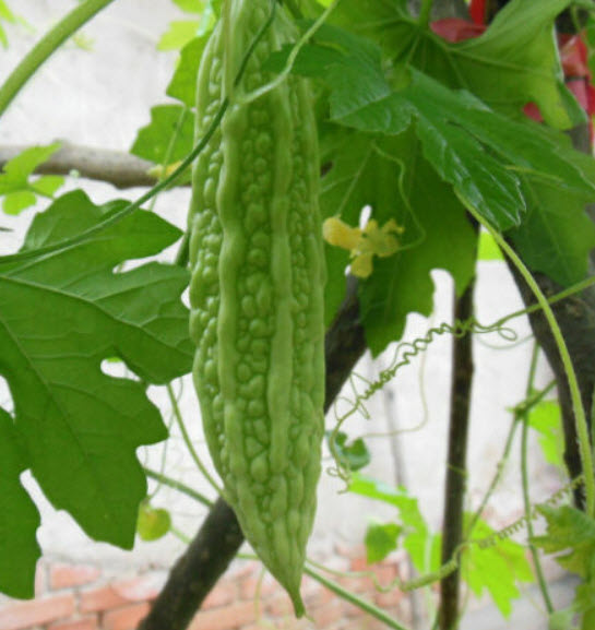 มะระเขียว (Green Balsam Pear) / 5 เม็ด (China)