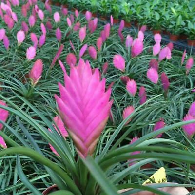ทิลแลนด์เซีย (Purple Tillandsia) สีม่วง / 20 เม็ด (China)