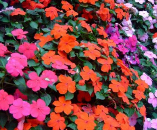 เทียนฝรั่ง (Busy Lizzy Uollera) คละ / 300 เม็ด (Ukraine)