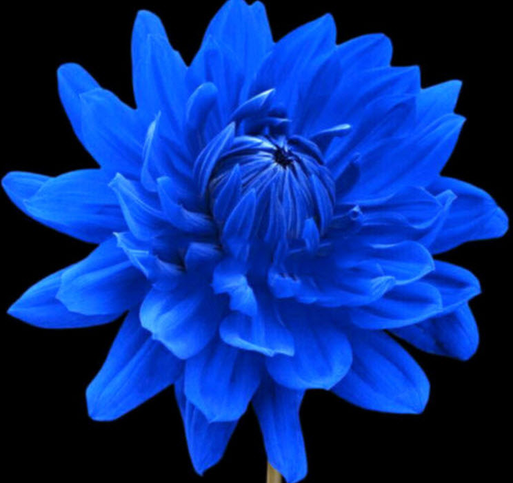 รักเร่ สีน้ำเงิน (Blue Dahlia) / 100 เม็ด