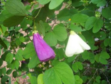 พญากาหลง (Yellow Orchid tree) / 10 เม็ด