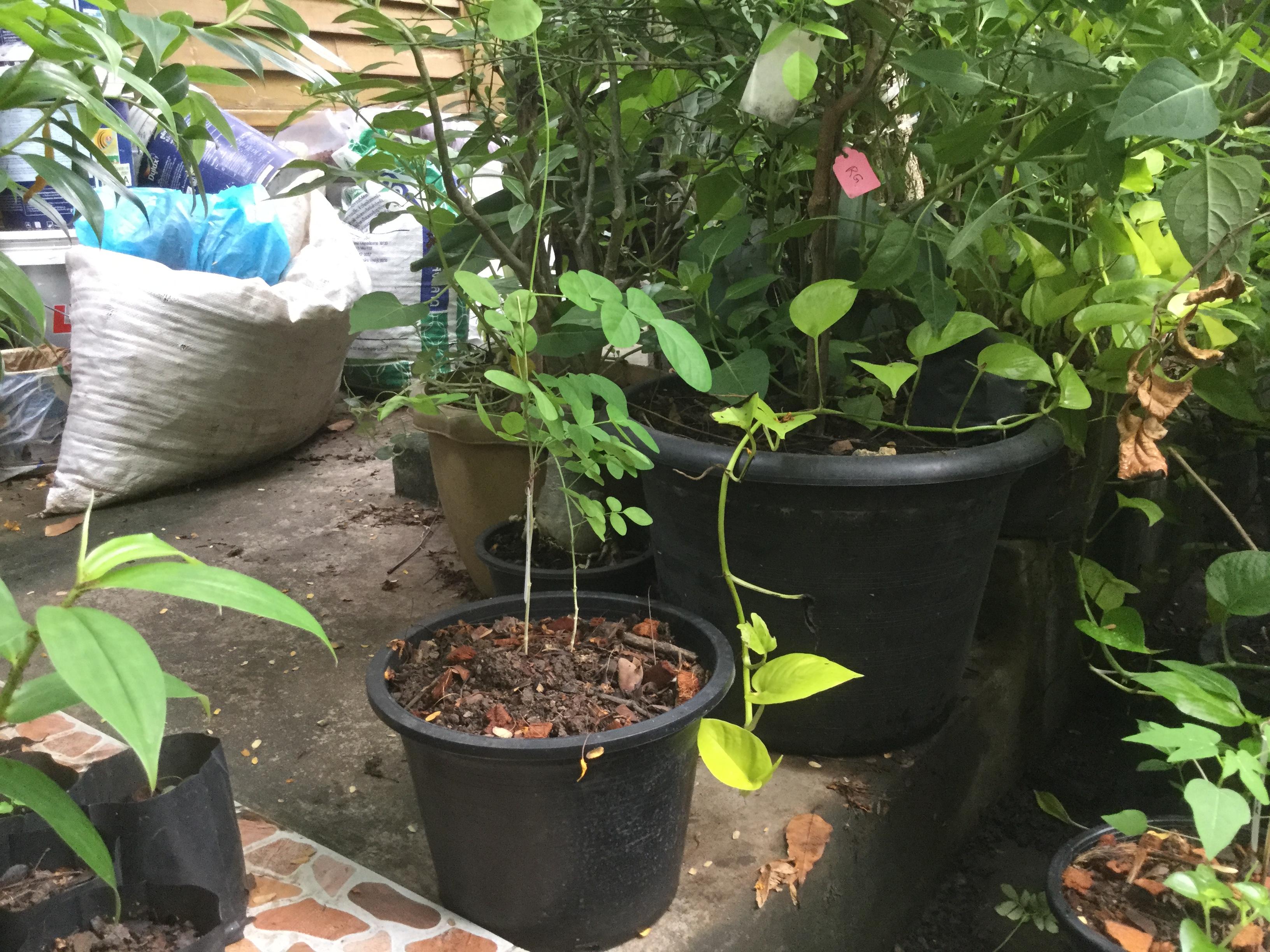 ต้นอัญชัน ดอกสีขาว ซ้อน กระถาง 4 นิ้ว (ต้นกล้า)