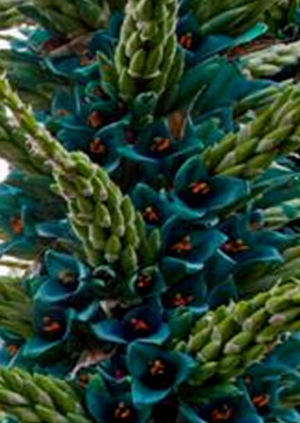 Blue Puya หรือ Turquoise Puya / 5 เม็ด (Spain)
