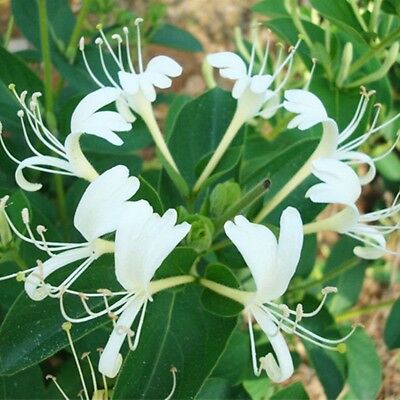 สายน้ำผึ้งญี่ปุ่น (Japanese Honeysuckle) / 20 เม็ด (นอก)