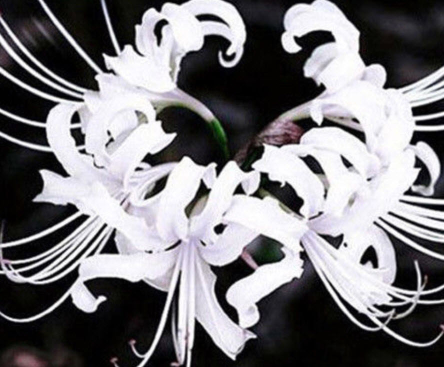หัวว่านลิลี่แมงมุม (Spider Lily) สีขาว / 3 หัว (นอก)