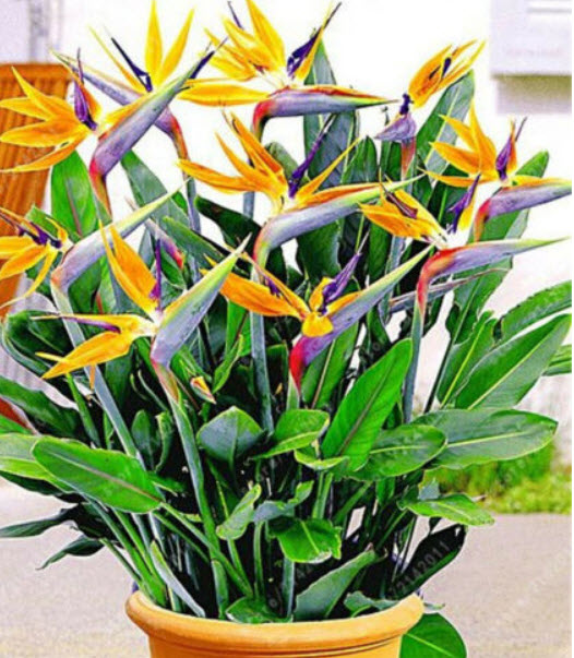 ปักษาสวรรค์แคระ (Bird of Paradise) คละ / 100 เม็ด